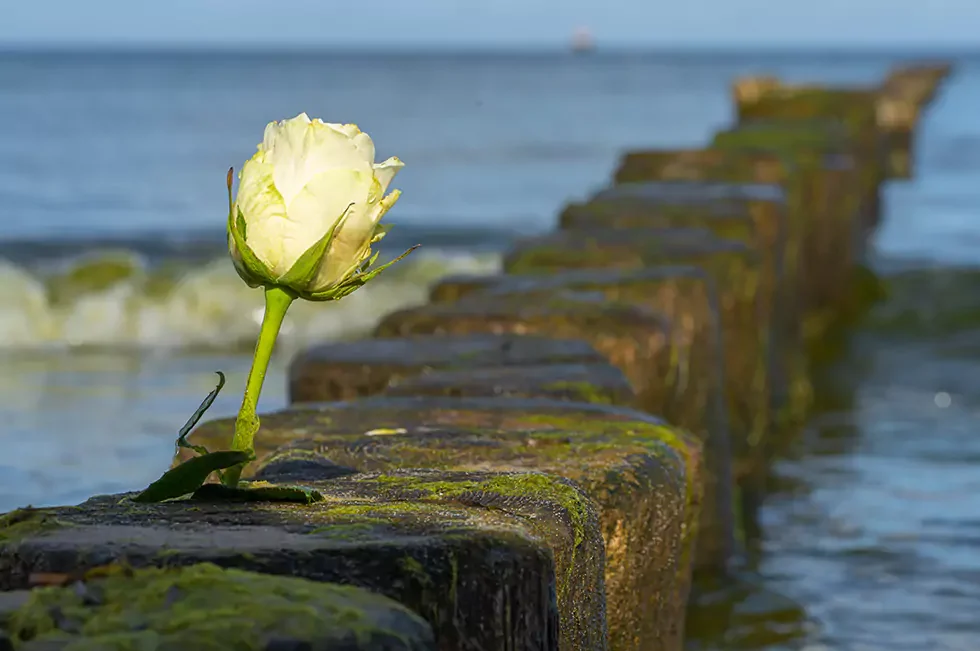 Nahaufnahme eines Holzsargs, der mit einem Gebinde aus weißen Blumen geschmückt ist